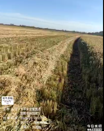 双唑草腈-庆丰农场收割-旱平免提浆